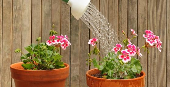 Cómo regar los geranios sin estropearlos: consejos para que sus flores no se marchiten y duren más
