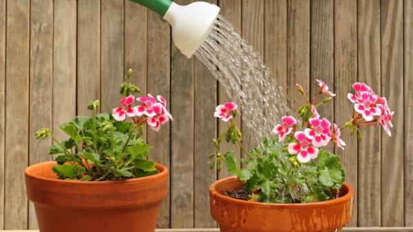 Cómo regar los geranios sin estropearlos: consejos para que sus flores no se marchiten y duren más