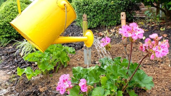 Cómo regar los geranios sin estropearlos: consejos para que sus flores no se marchiten y duren más - No todos los geranios son iguales: los tipos que debes conocer