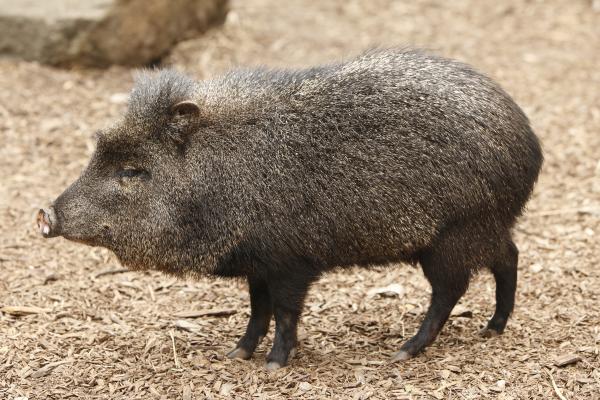Qué son los animales ungulados y ejemplos - Pecaríes (Tayassuidae)