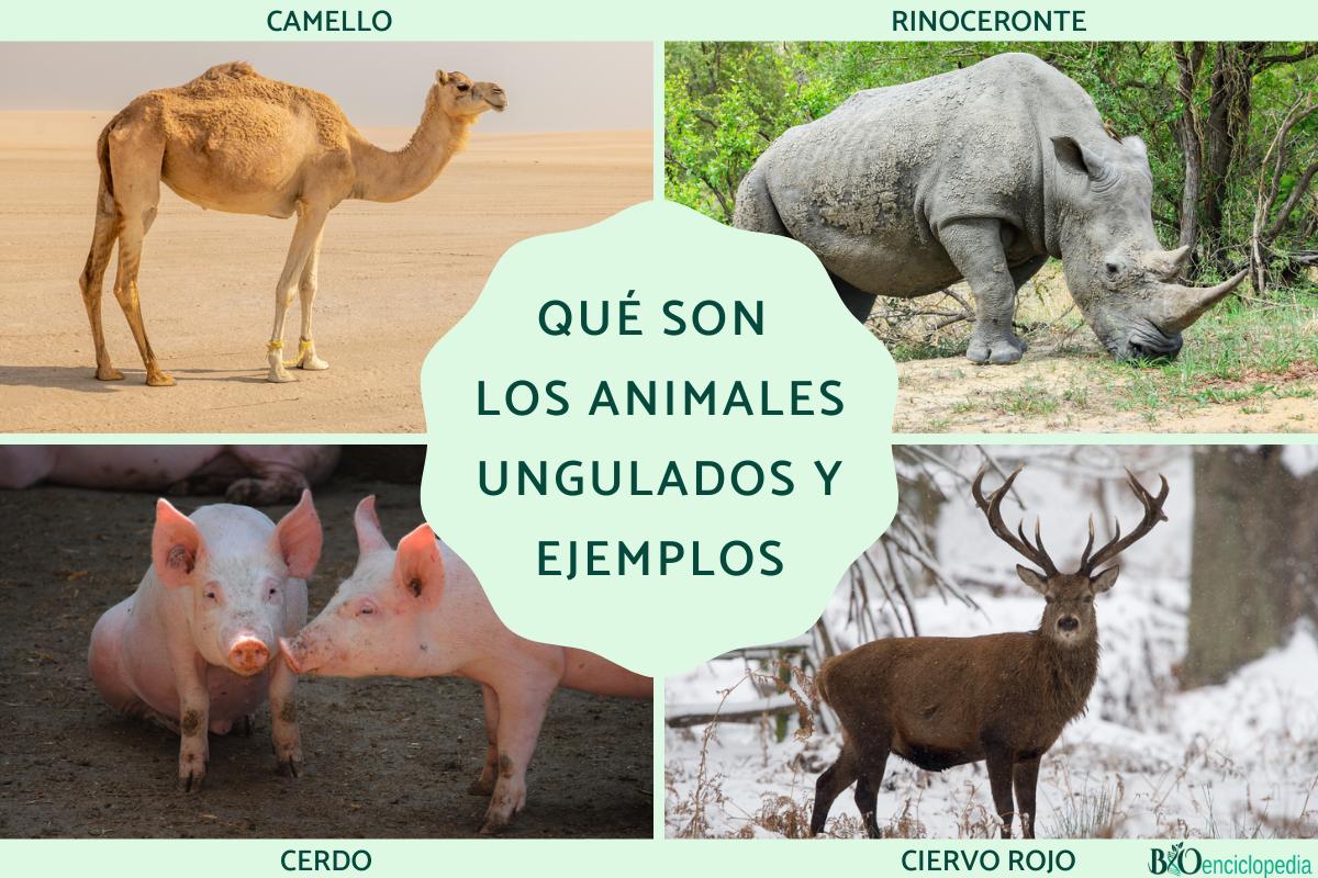 Qué son los animales ungulados y ejemplos