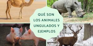 Qué son los animales ungulados y ejemplos