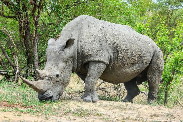 Qué son los animales ungulados y ejemplos - Rinoceronte (Rhinocerotidae)