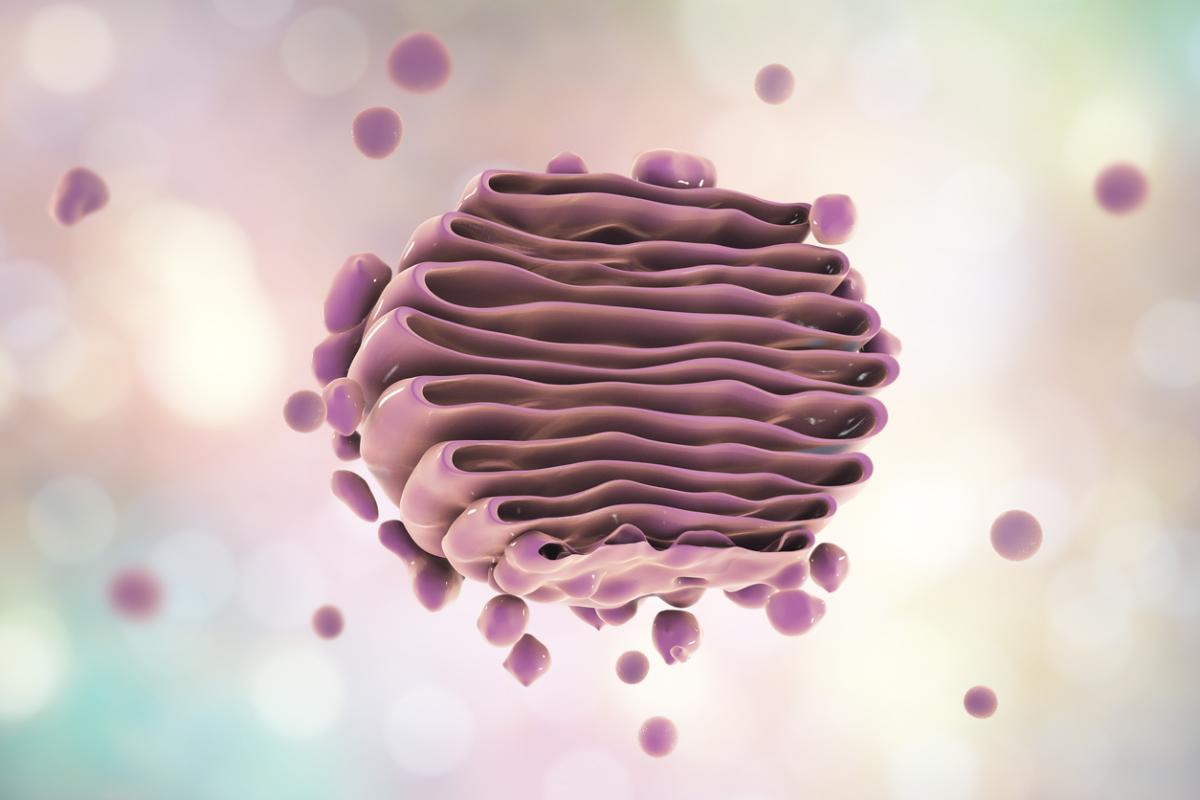 Aparato de Golgi: definición y función