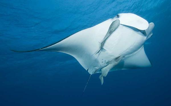 Mantarraya de Arrecife - Comportamiento de la mantarraya de arrecife