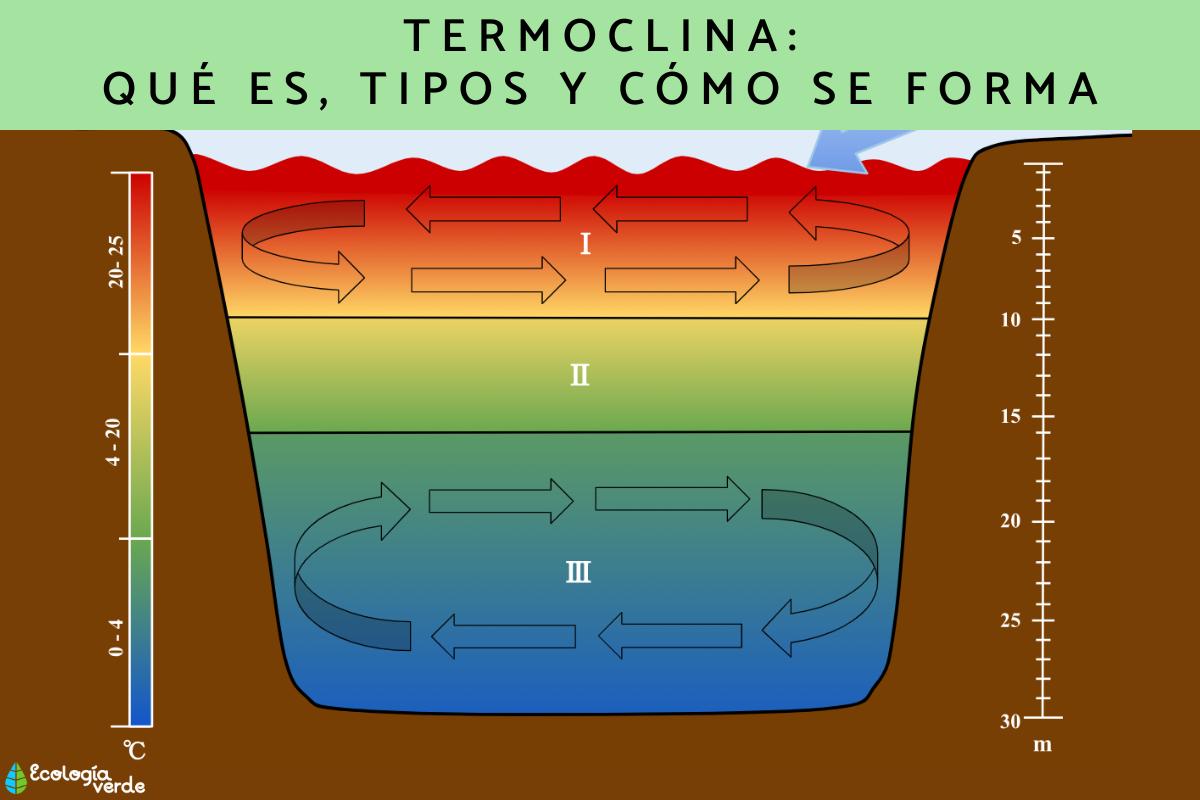 Termoclina: qué es, tipos y cómo se forma