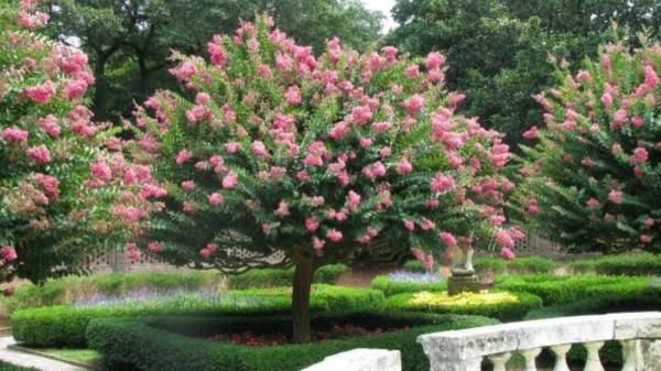 Los 5 árboles ideales para el jardín en verano: dan mucha sombra y sus raíces no levantan el pavimento - Árbol de Júpiter: una explosión de flores en verano con raíces poco invasivas