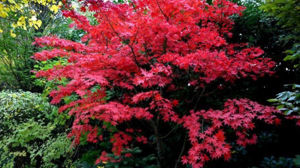 Los 5 árboles ideales para el jardín en verano: dan mucha sombra y sus raíces no levantan el pavimento - Arce japonés: pequeño, colorido y con raíces que no dañan el suelo