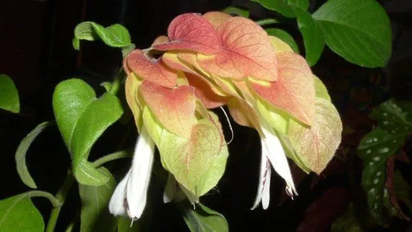 Tomado de ecologiaverde.com para Entrada Cómo convertir tu casa en un paraíso de los colibríes con estas plantas