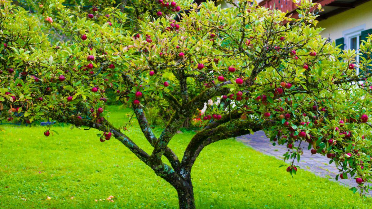 Los 5 árboles ideales para el jardín en verano: dan mucha sombra y sus raíces no levantan el pavimento