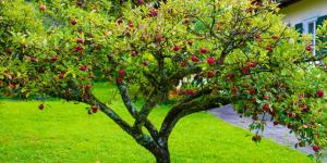 Los 5 árboles ideales para el jardín en verano: dan mucha sombra y sus raíces no levantan el pavimento