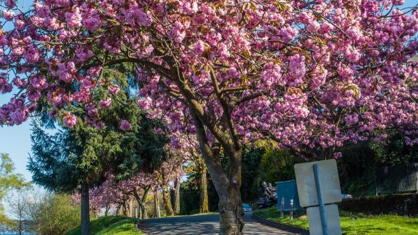 Los 5 árboles ideales para el jardín en verano: dan mucha sombra y sus raíces no levantan el pavimento - Magnolio: un árbol elegante con flores gigantes y sombra durante todo el año
