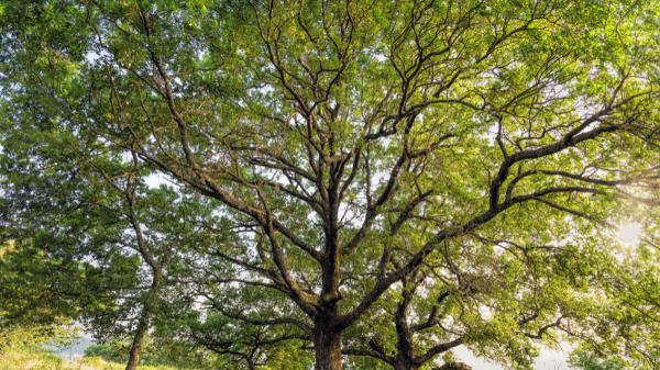 Los 5 árboles ideales para el jardín en verano: dan mucha sombra y sus raíces no levantan el pavimento - Nogal: el rey de la sombra para jardines grandes