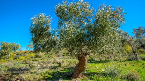 Los 5 árboles ideales para el jardín en verano: dan mucha sombra y sus raíces no levantan el pavimento - Olivo: resistente al calor y perfecto para jardines con poco riego