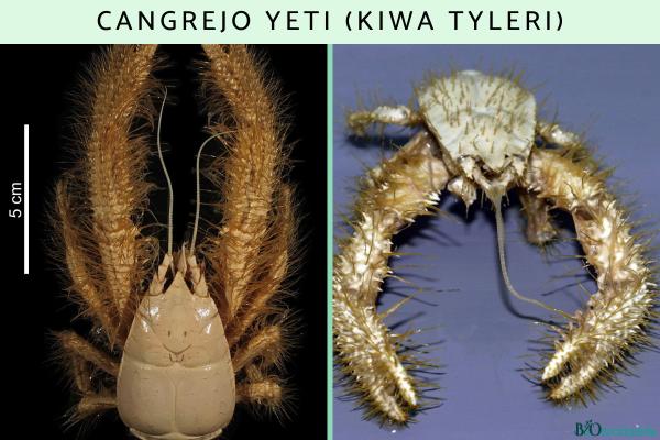 Cangrejo yeti