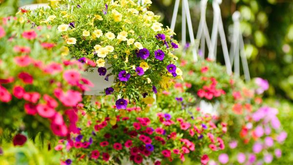 La planta que crece en maceta y se llena de flores parecidas a las petunias: perfecta para transformar un balcón pequeño - El secreto para que la calibrachoa se llene de flores: estos son los cuidados que necesita