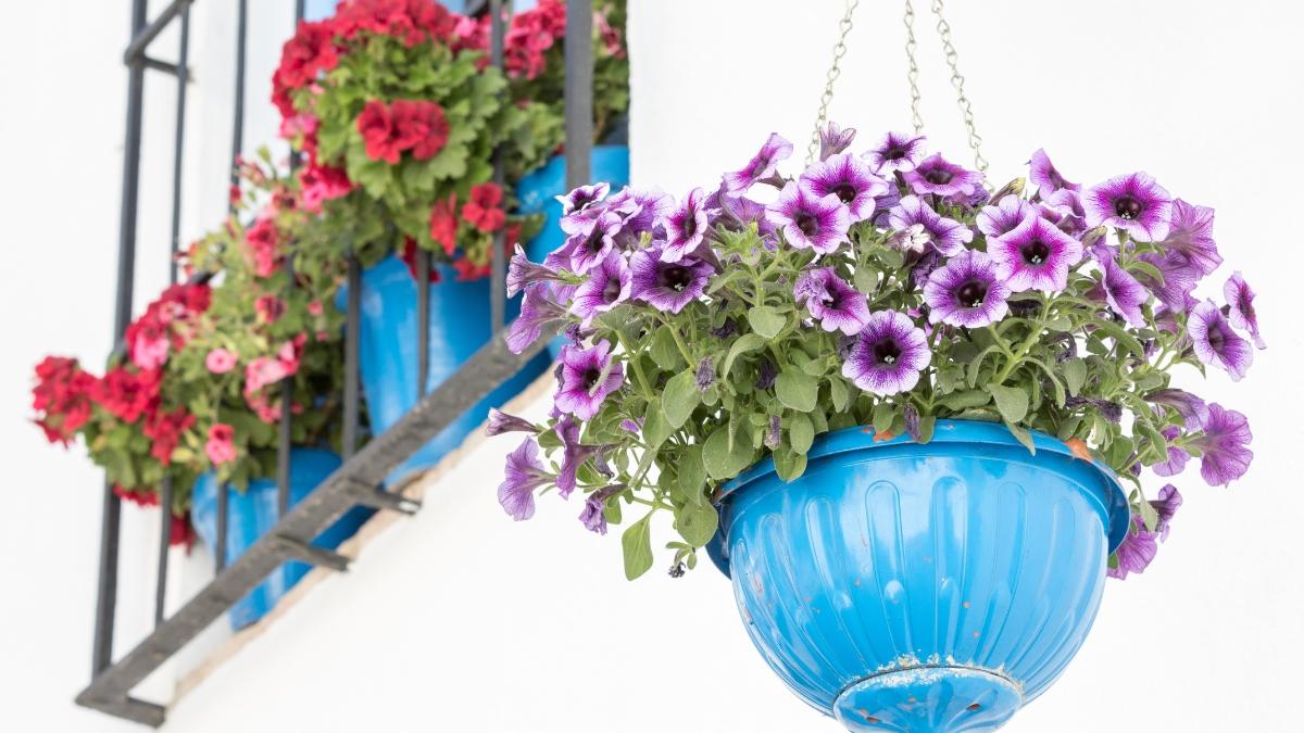 La planta que crece en maceta y se llena de flores parecidas a las petunias: perfecta para transformar un balcón pequeño