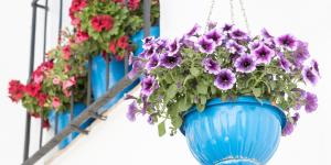 La planta que crece en maceta y se llena de flores parecidas a las petunias: perfecta para transformar un balcón pequeño