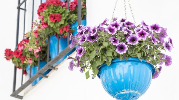 La planta que crece en maceta y se llena de flores parecidas a las petunias: perfecta para transformar un balcón pequeño