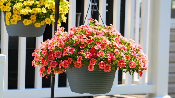 La planta que crece en maceta y se llena de flores parecidas a las petunias: perfecta para transformar un balcón pequeño - Parece una petunia, pero sus pequeñas flores pueden formar una auténtica cascada de color