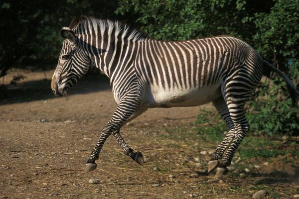 Tipos de cebras - Cebra de Grevy (Equus grevyi) 