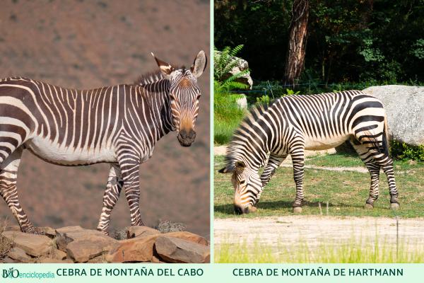Tipos de cebras - Cebra de montaña (Equus zebra) 