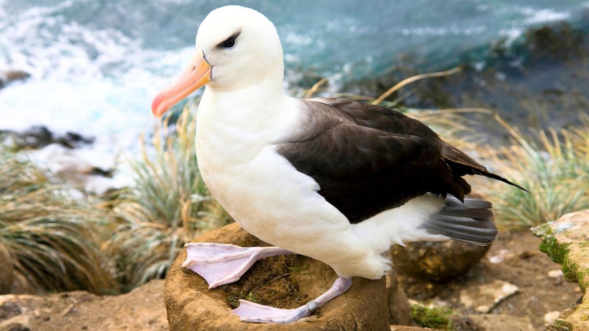 En 1956 un biólogo marcó a una albatros con una anilla: casi 70 años después, sigue regresando a la misma colonia para criar
