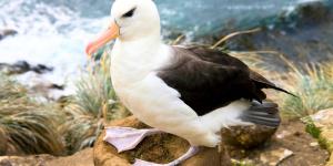 En 1956 un biólogo marcó a una albatros con una anilla: casi 70 años después, sigue regresando a la misma colonia para criar