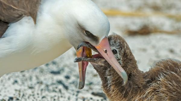 En 1956 un biólogo marcó a una albatros con una anilla: casi 70 años después, sigue regresando a la misma colonia para criar - La extraordinaria longevidad de Wisdom frente a la vida habitual de los albatros