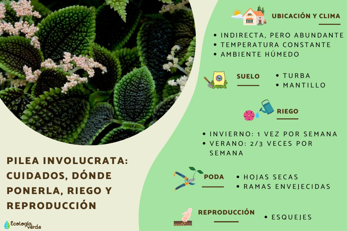 Pilea involucrata: cuidados, dónde ponerla, riego y reproducción