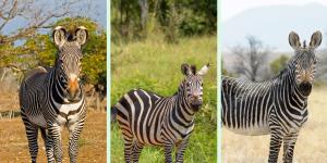 Tipos de cebras