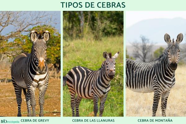 Tipos de cebras