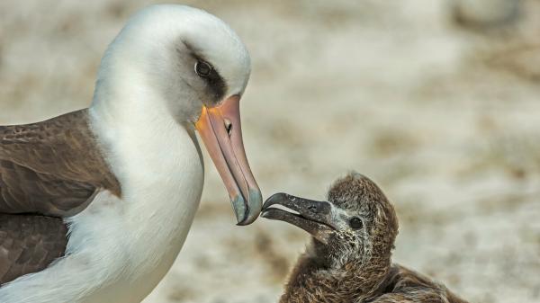En 1956 un biólogo marcó a una albatros con una anilla: casi 70 años después, sigue regresando a la misma colonia para criar - Una pequeña anilla permitió seguir a Wisdom durante casi 70 años