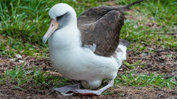 En 1956 un biólogo marcó a una albatros con una anilla: casi 70 años después, sigue regresando a la misma colonia para criar - Wisdom recorrió miles de kilómetros y pudo criar a decenas de pollos