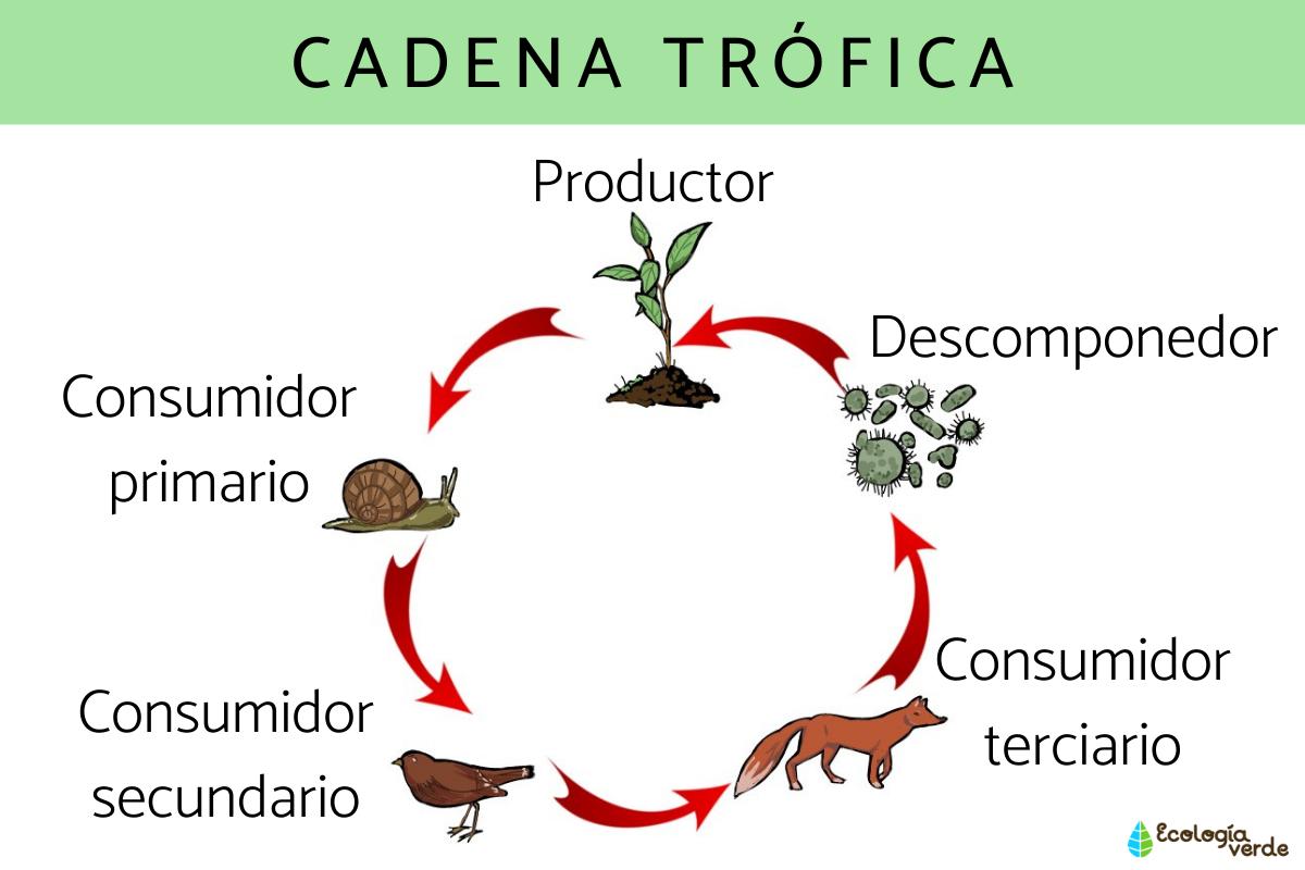 Cadena trófica o cadena alimenticia: qué es, tipos y ejemplos