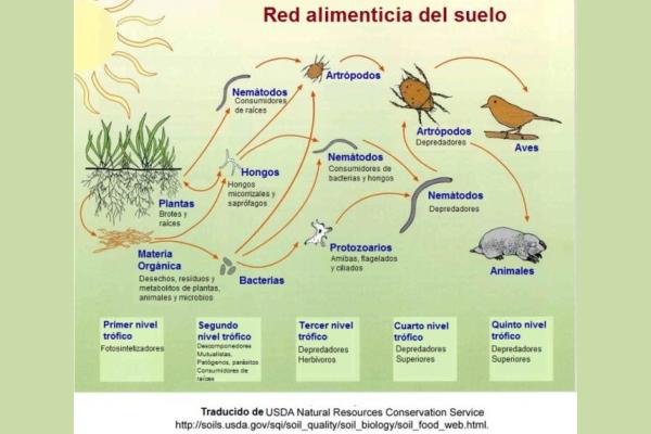 Cadena trófica o cadena alimenticia: qué es, tipos y ejemplos - ¿Cuál es la diferencia entre cadena trófica y red trófica?
