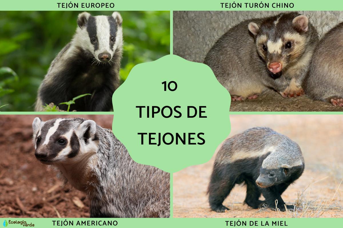 Tipos de tejones
