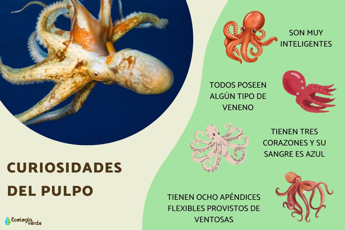Curiosidades del pulpo