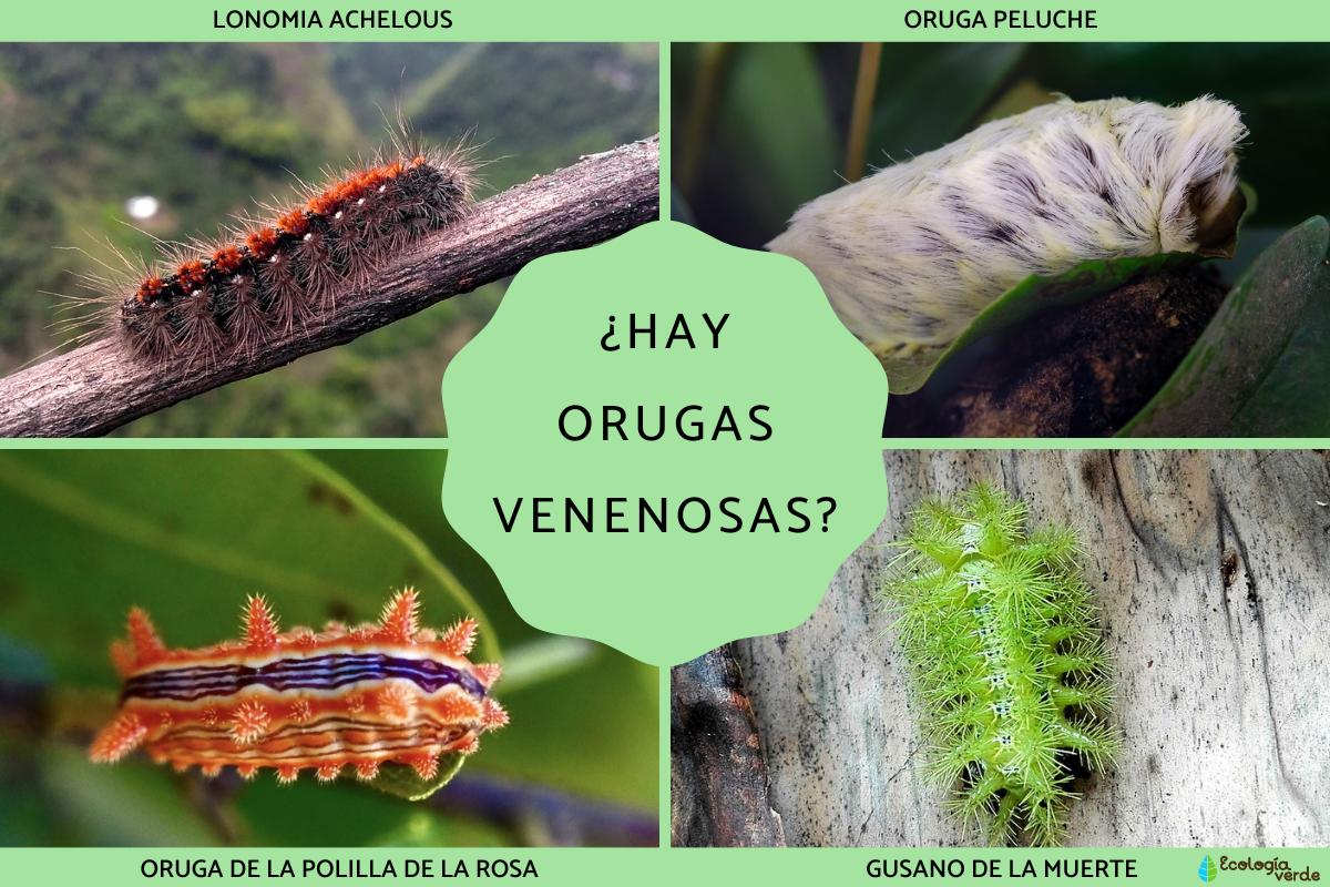 ¿Hay orugas venenosas?
