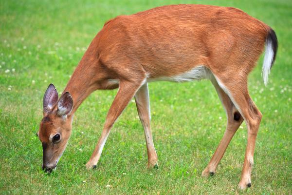Qué animal es Bambi - Alimentación del venado de cola blanca