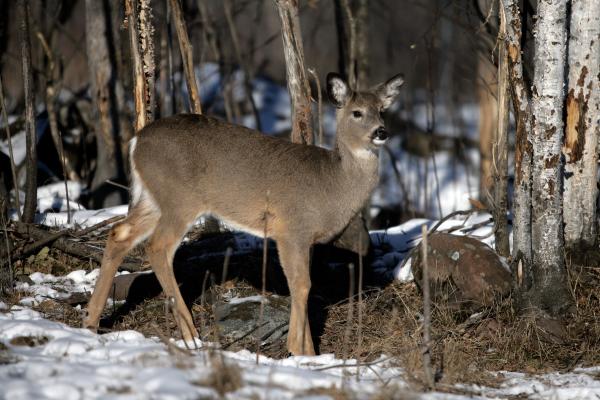 Qué animal es Bambi - Amenazas y conservación del venado de cola blanca