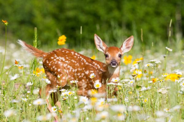 Qué animal es Bambi - Características del venado de cola blanca