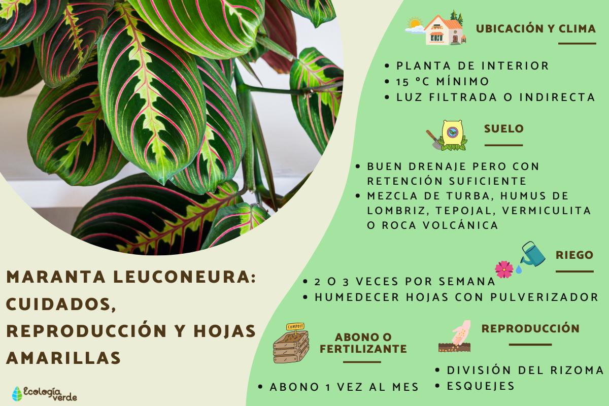 Maranta leuconeura: cuidados, reproducción y hojas amarillas