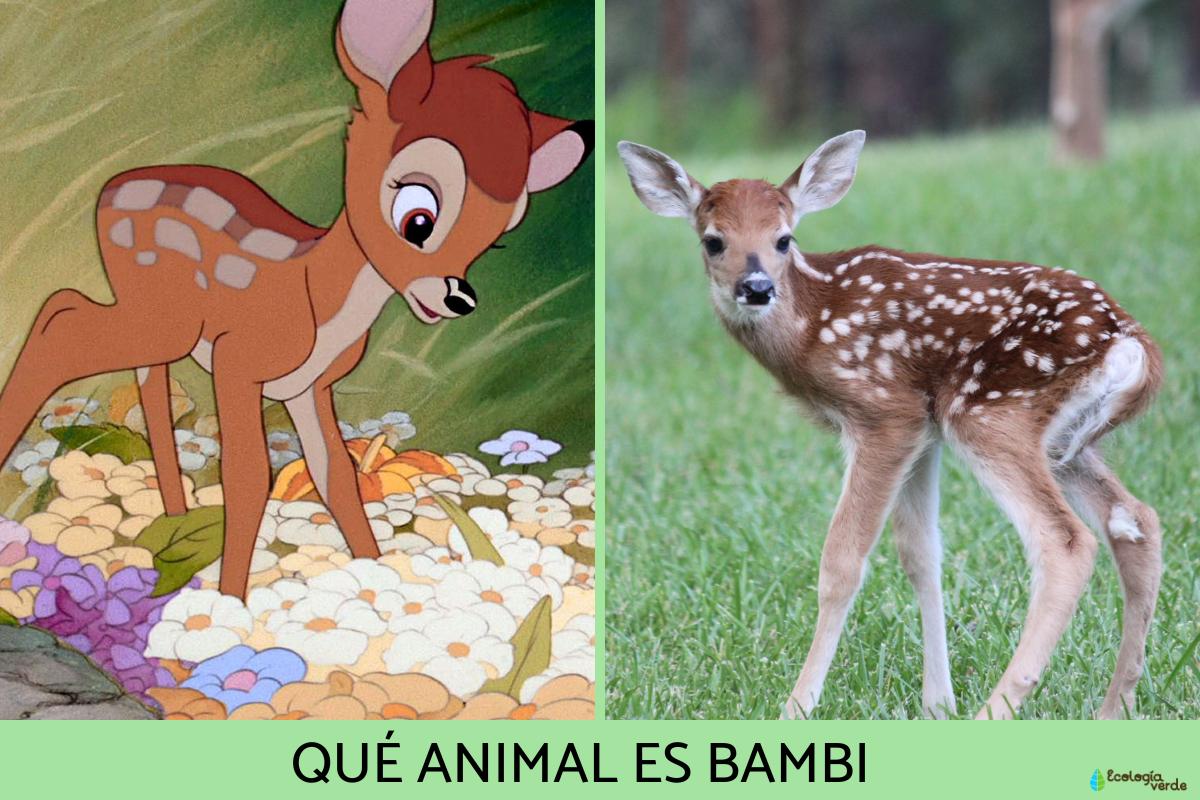 Qué animal es Bambi