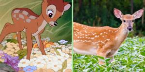Qué animal es Bambi