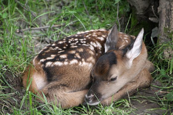 Qué animal es Bambi - Qué animal es Bambi de Disney