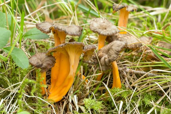 Setas comestibles en Cataluña - Camagroc / Trompeta amarilla