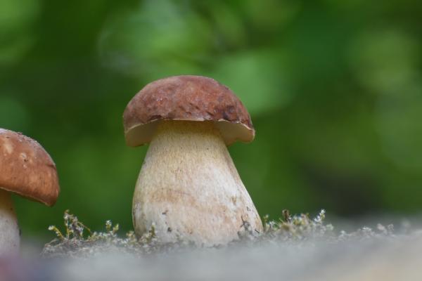 Setas comestibles en Cataluña - Cep / Boletus edulis