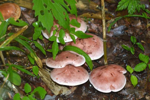 Setas comestibles en Cataluña - Escarlet / Carlet