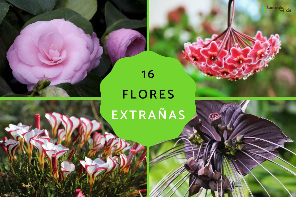 Flores extrañas e insólitas
